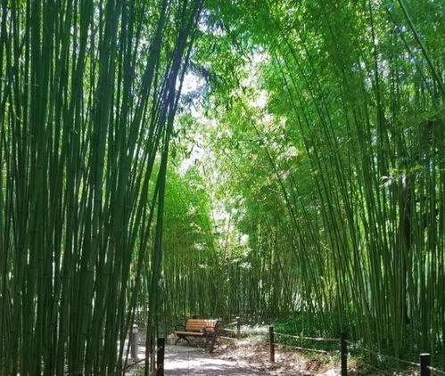 竹林小区新闻爆料视频播放,视频揭秘小区最新动态  第3张